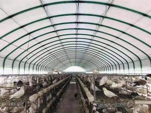 養豬大棚